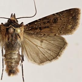  Agrotis  sp., adult male